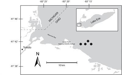 Metatranscriptomic Analyses of Diel Metabolic Functions During a Microcystis Bloom in Western Lake Erie (United States)